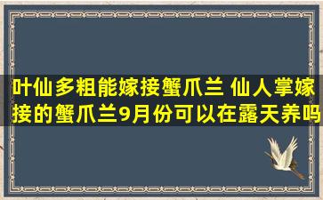 叶仙多粗能嫁接蟹爪兰 仙人掌嫁接的蟹爪兰9月份可以在露天养吗